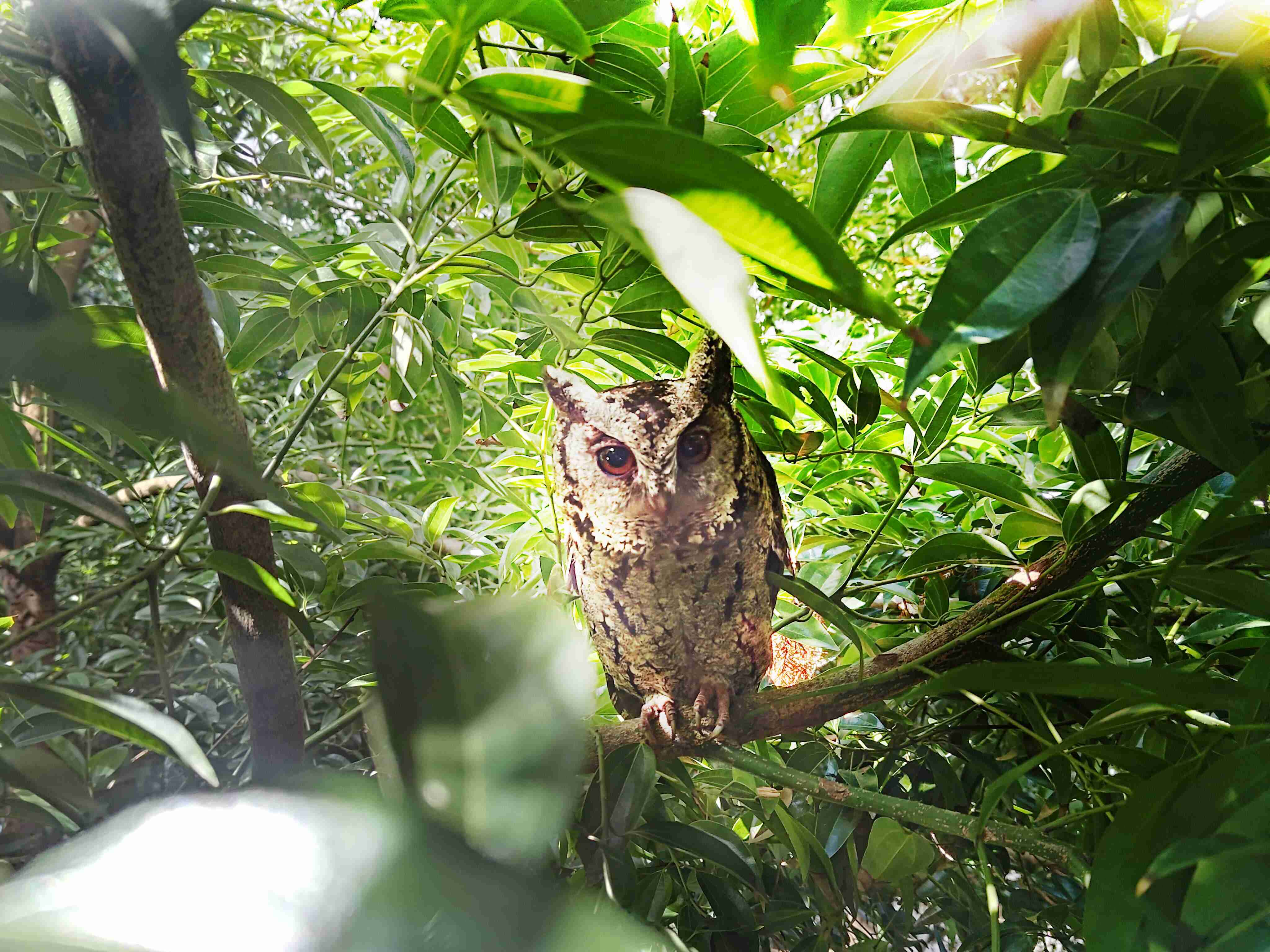 红龙扑克致力提倡净零绿生活，，，，16年以来在全球各厂区植树逾百万棵，，，，造就各厂区树木蔚然成林，，犹如森林工厂，，成为许多生物的栖息地